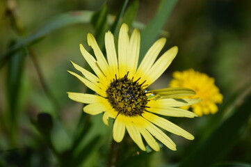yellow flower