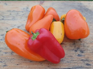 Paprika, Mini-Paprika, Spitzpaprika