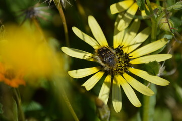 bee on yellow flower