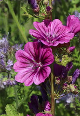 Zwei Bl&uuml;ten einer Wilden Malve (malva sylvestris)