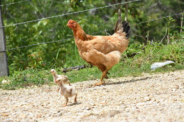 poultry