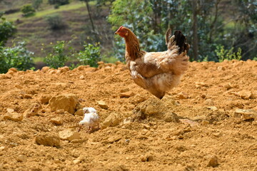 poultry