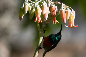 Greater double-collared sunbird (Cinnynis afer) prepares to feed from Cotyledon orbiculata var....