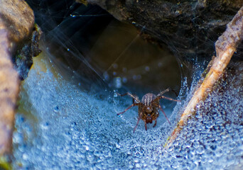 spider on a web