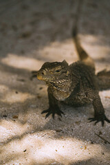 Iguana on an island in cuba 