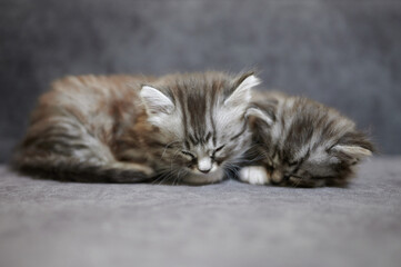 Two pretty grey kitties