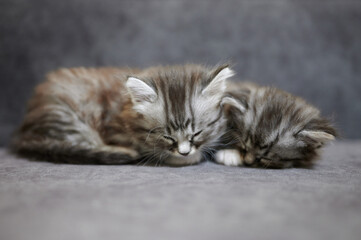 Two pretty grey kitties