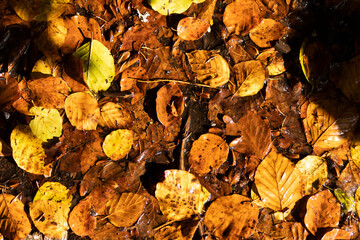 Autumn Colour Foliage Full Frame on Ground Background