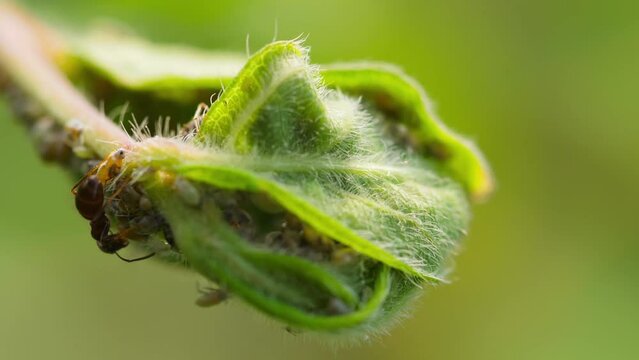 Ants take care of a colony of aphids on the stem of plant. Symbiosis of an emmet and aphids in the natural environment.