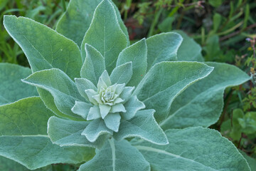 common mullein plant growing outdoors verbascum