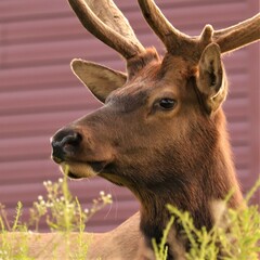Majestic Bull Male Elk with Antlers in the Morning Light