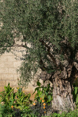 ancient roman olive tree in roman ruins