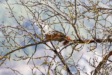 Red squirrel (Sciurus vulgaris) is a species of tree squirrel in the genus Sciurus common throughout Europe and Asia. 