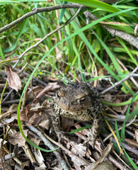 Rare gray toad sits in the grass