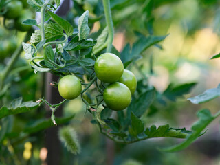 A closeup shot of green cherry tomatoes growing on a bush