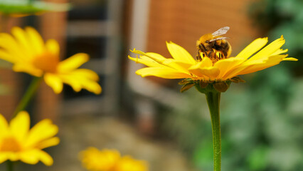 bumble bee eating collecting nectar pollen from beautiful yellow heliopsis flower in the garden, green background 