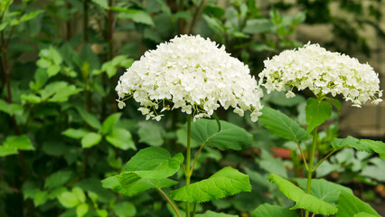 beautiful green hydrangea macrophylla flowers in the garden, gardening concept, home decor and comfort