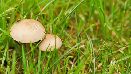 small tiny mushrooms in the green grass at home lawn 