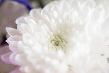 gift bouquet of different flowers, white chrysanthemum close-up, selective focus, macro photo