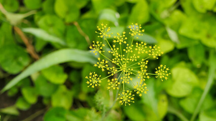 close up of dill flower