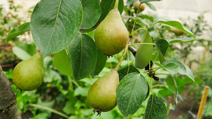 green pear on a tree branch in the garden, harvesting time