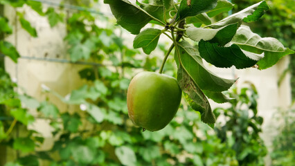 green apple on a tree branch in the garden, harvesting time