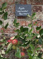 Worcester Pearmain Apples