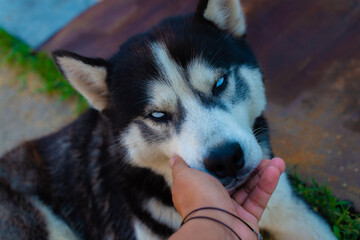siberian husky dog