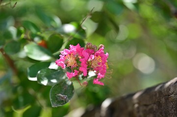 butterfly on pink flower