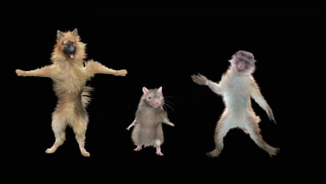 Dog Rat Monkey 3d rendering  realistic CGI VFX Animation Loop, mapping cartoon, included in the end of the clip with Alpha matte.
