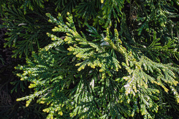 Aerial view of dense green pine forest with canopies of spruce trees and colorful lush foliage in autumn mountains.