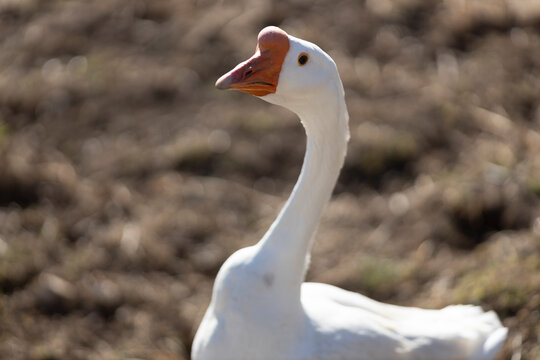 Single Male Domestic Goose in Pose Outdoors