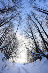 winter empty country road in the forest