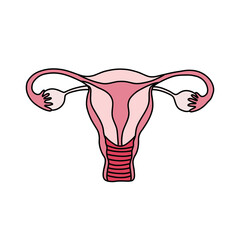 uterus, female reproductive system, female reproductive organs doodle icon, vector color line illustration