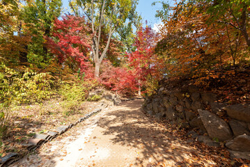 Autumn foliage in Seoul, South Korean