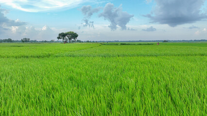 Obraz premium rice field with blue sky - Tree in the field - beautiful bangladesh landscape photo