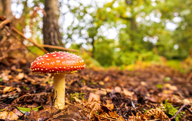 Forest Floor Mushroom