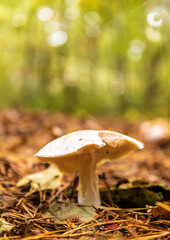 Forest Floor Mushroom
