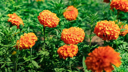 Close-up orange young chrysanthemums grow in a flower bed in the park of the resort town against a background of green foliage.