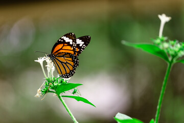 Butterfly on a flower