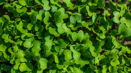 Close-up of young green leaves. Microgreens seedlings. . Vegan food. Healthy lifestyle concept. Sprouted seeds. Hydroponic farm. Organic raw eating. Natural background.