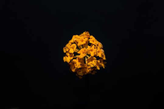 Lantana camara (common lantana) flower on black background