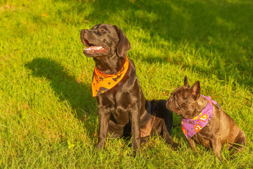 Labrador retriever and French bulldog sitting on the grass. Two dogs in a bandana for Halloween.