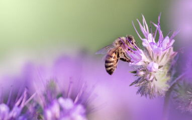 honey bee sitting on the violet flower. copy space - obrazy, fototapety, plakaty