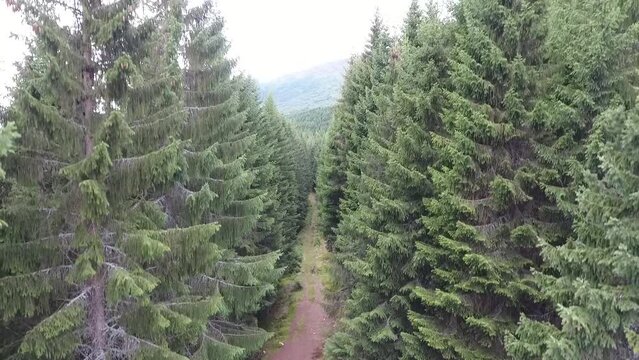Forest near Stranda, Norway