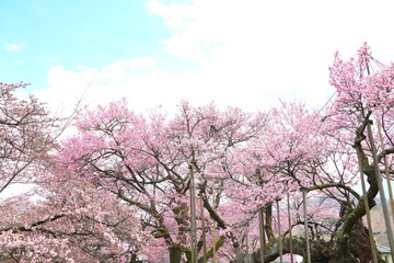 Obraz na płótnie Canvas Flower viewing, Cherry-blossom viewing, Tree