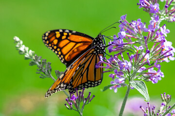 Female Monarch Butterfly (Danaus Plexippus) on Purple Butterfly Bush (Buddleja)