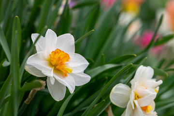 Obraz premium White Daffodils with Orange Centers