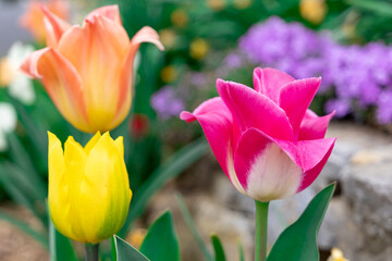 Pink, Orange, and Yellow Tulips