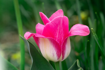 Naklejka premium Beautiful Pink and White Tulip (Landscape Orientation)